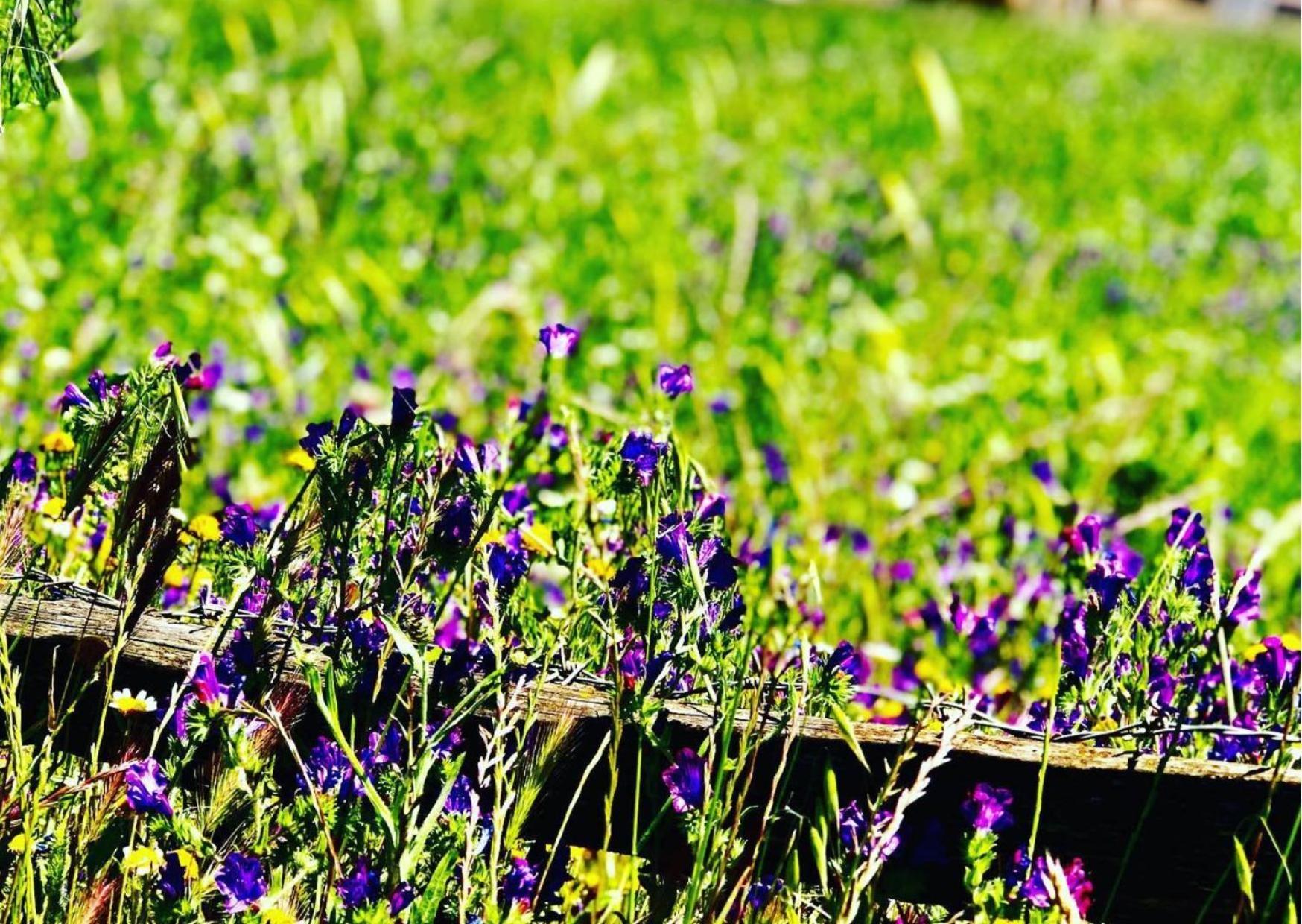 Agriturismo Sa Mandra Casa Minnina Kültér fotó